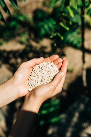 Yiayia and Friends Orzo
